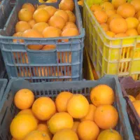 فروش پرتقال تامسون