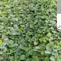 بوته سابرینا درجه یک|گل و گیاه طبیعی|دلند, |دیوار