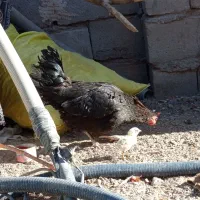 مرغ خانگی|حیوانات مزرعه|کورین, |دیوار