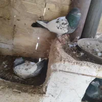 کفتر|پرنده|تهران, پونک|دیوار