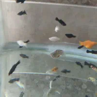 ماهی مولی خوشگل