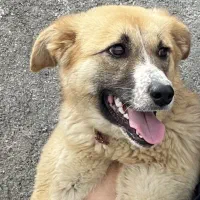 سگ گمشده|حیوانات|گلپایگان, |دیوار