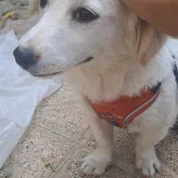 سگ پا کوتاه|سگ|شیراز, تندگویان|دیوار