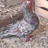 سرورکاکلی نر