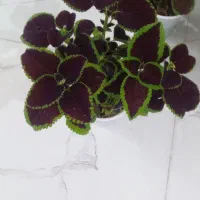 گل زیبا|گل و گیاه طبیعی|بروجرد, |دیوار