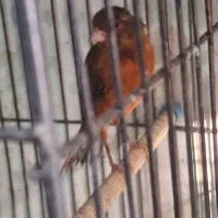 قناری سرخ سوخته نر مست|پرنده|سهند, |دیوار