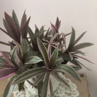 زیپیلین رنگی شاداب|گل و گیاه طبیعی|فلاورجان, |دیوار