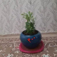 گل وگیاه طبیعی|گل و گیاه طبیعی|سرپل ذهاب, |دیوار