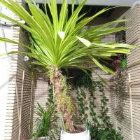 گل طبیعی نو و بزرگ