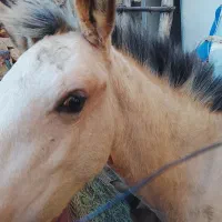 اسب|اسب و تجهیزات اسبسواری|شاهرود (اردبیل), |دیوار