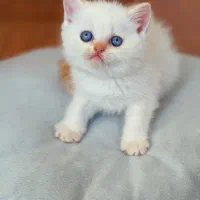 بریتیش شورت هیر|گربه|رشت, منظریه|دیوار