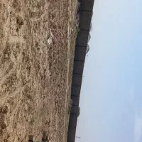 زمین فروشی میامی|فروش زمین و ملک کلنگی|رضویه, |دیوار