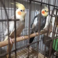 عروس هلندی و مرغ عشق|پرنده|کنارک, |دیوار