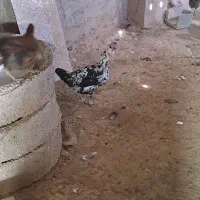 تخم مرغ گلین اصل|حیوانات مزرعه|شیراز, میانرود|دیوار