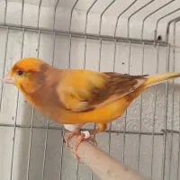 قناری حلقه به پا|پرنده|خورموج, |دیوار