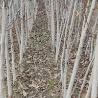 حراج   فروش نهال ۳ساله  یکجا باهم