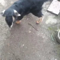 بزغاله نر و ماده