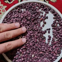 لوبیا قرمز|خوردنی و آشامیدنی|دهگلان, |دیوار