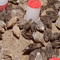 فروش بلدرچین وگوشت گرم بلدرچین