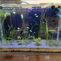 شیشه آکواریوم