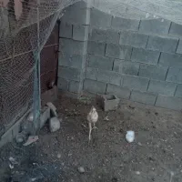 مرغ|حیوانات مزرعه|میناب, |دیوار