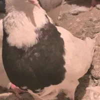 کبوتر طوقی|پرنده|کامیاران, |دیوار