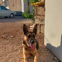 سگ ژرمن شپرد اصیل نر|سگ|کرمانشاه, |دیوار