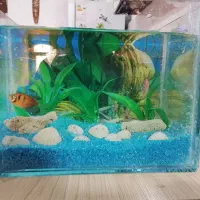آکواریوم با ۴ عدد ماهی