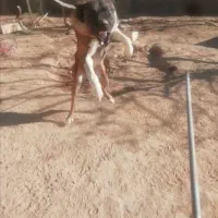 سگ نگهبان سرابی نر یکساله