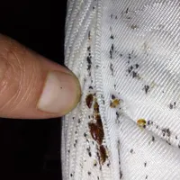 سمپاشی ساس سم پاشی سوسک موش با ضمانت کتبی