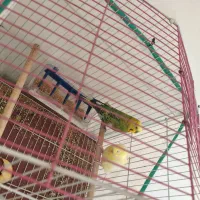 یک جفت مرغ عشق|پرنده|ایلام, |دیوار