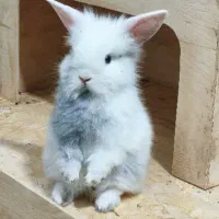 بچه خرگوش لوپ|موش و خرگوش|تهران, جیحون|دیوار