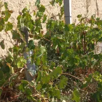 باغ ۷۵۰متری چسبیده به شاهرود|فروش زمین و ملک کلنگی|شاهرود, |دیوار