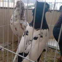 کفتر. کبوتر