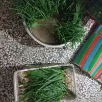 فروش پیازچه