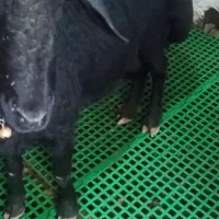 گله گوسفند میش قرقزل لخت