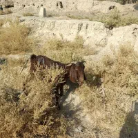 فروش کتاچ ازنسل دوقلوزا مری محلی|حیوانات مزرعه|سراوان, |دیوار