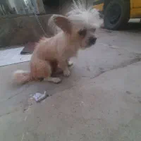 فروش یه عدد سگ خونگی فهمیده|سگ|اهواز, فاز ۲ پادادشهر|دیوار