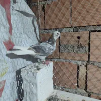 جوجه کبوتر نر|پرنده|بندر ترکمن, |دیوار