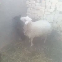 بره نر چاق|حیوانات مزرعه|خرامه, |دیوار