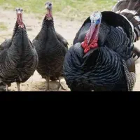 بوقلمون نر ودوعدد ماده