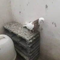 طوقی نر|پرنده|کبودرآهنگ, |دیوار