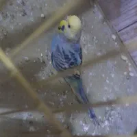 مرغ عشق فوری