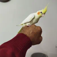 عروس هلندی|پرنده|ماهدشت, |دیوار