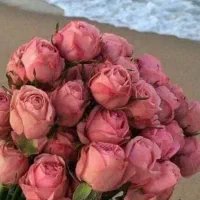 نیازمند کادر حرفه ای درتمامی لاینها