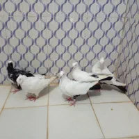 دم سیاه|پرنده|بندر ماهشهر, |دیوار