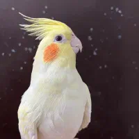 عروس هلندی لوتینو ماده لوتینو زعفرنی رام آلبینو|پرنده|تهران, شکوفه (عبدل آباد)|دیوار