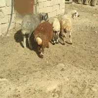 چهار عدد بره نر