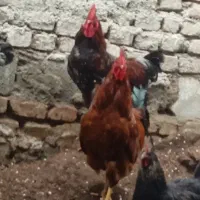 خروس بالغ فروش فوری
