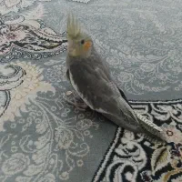 جوجه عروس سرلاکی